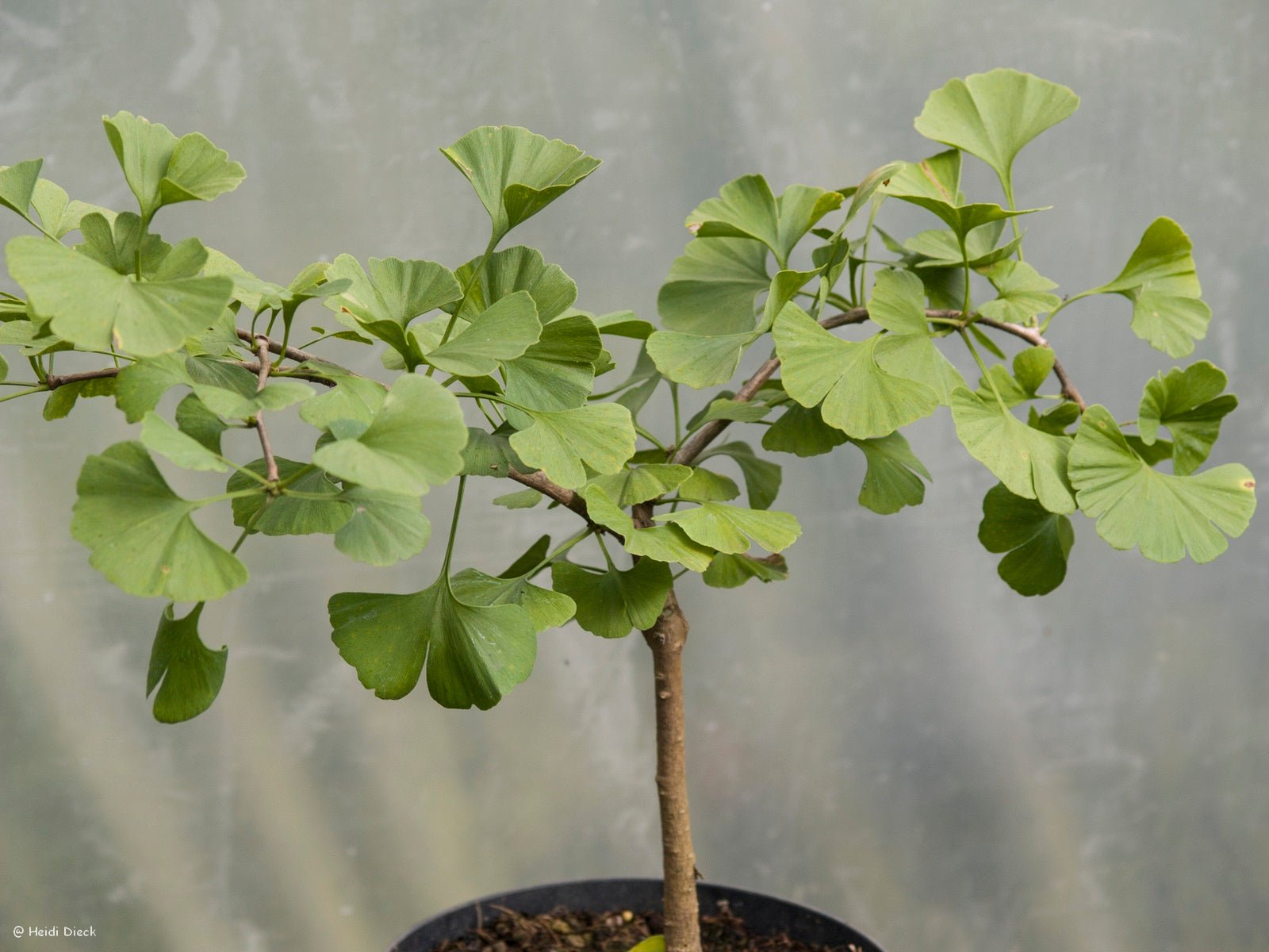 Ginkgo biloba 'Kohouts Pendula' - Herrenkamper Gärten - Pflanzenraritäten