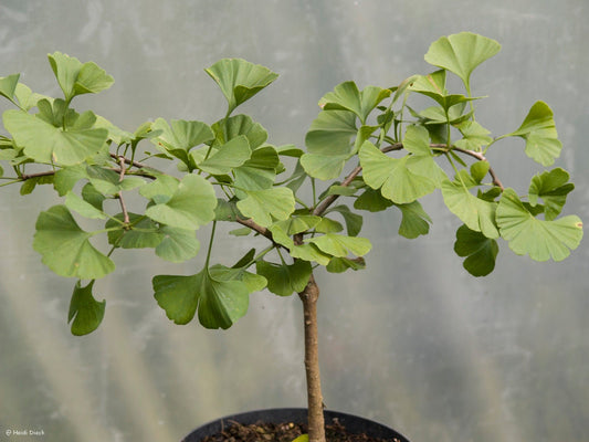 Ginkgo biloba 'Kohouts Pendula' - Herrenkamper Gärten - Pflanzenraritäten