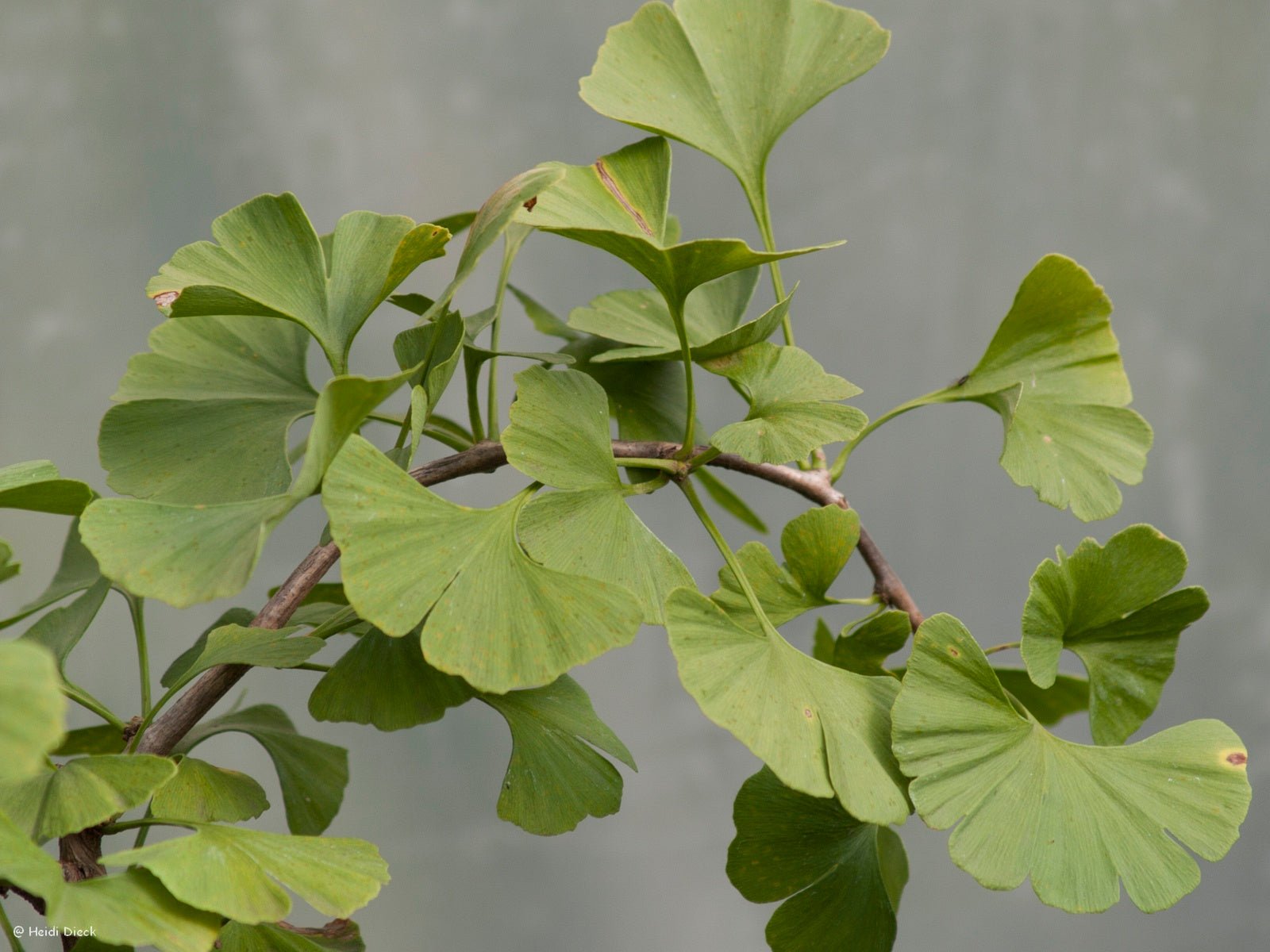 Ginkgo biloba 'Kohouts Pendula' - Herrenkamper Gärten - Pflanzenraritäten