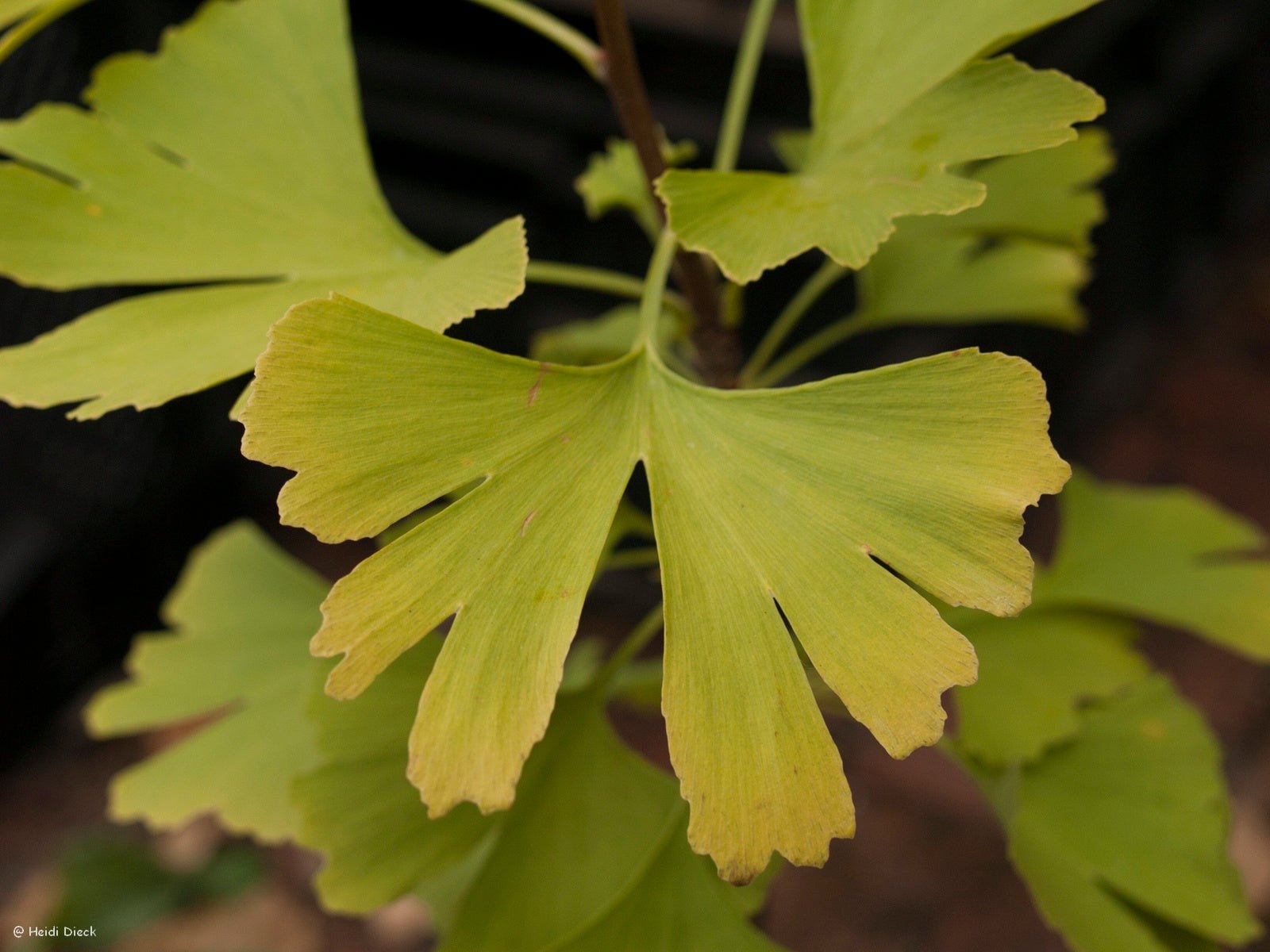 Ginkgo biloba 'Kristina' - Herrenkamper Gärten - Pflanzenraritäten