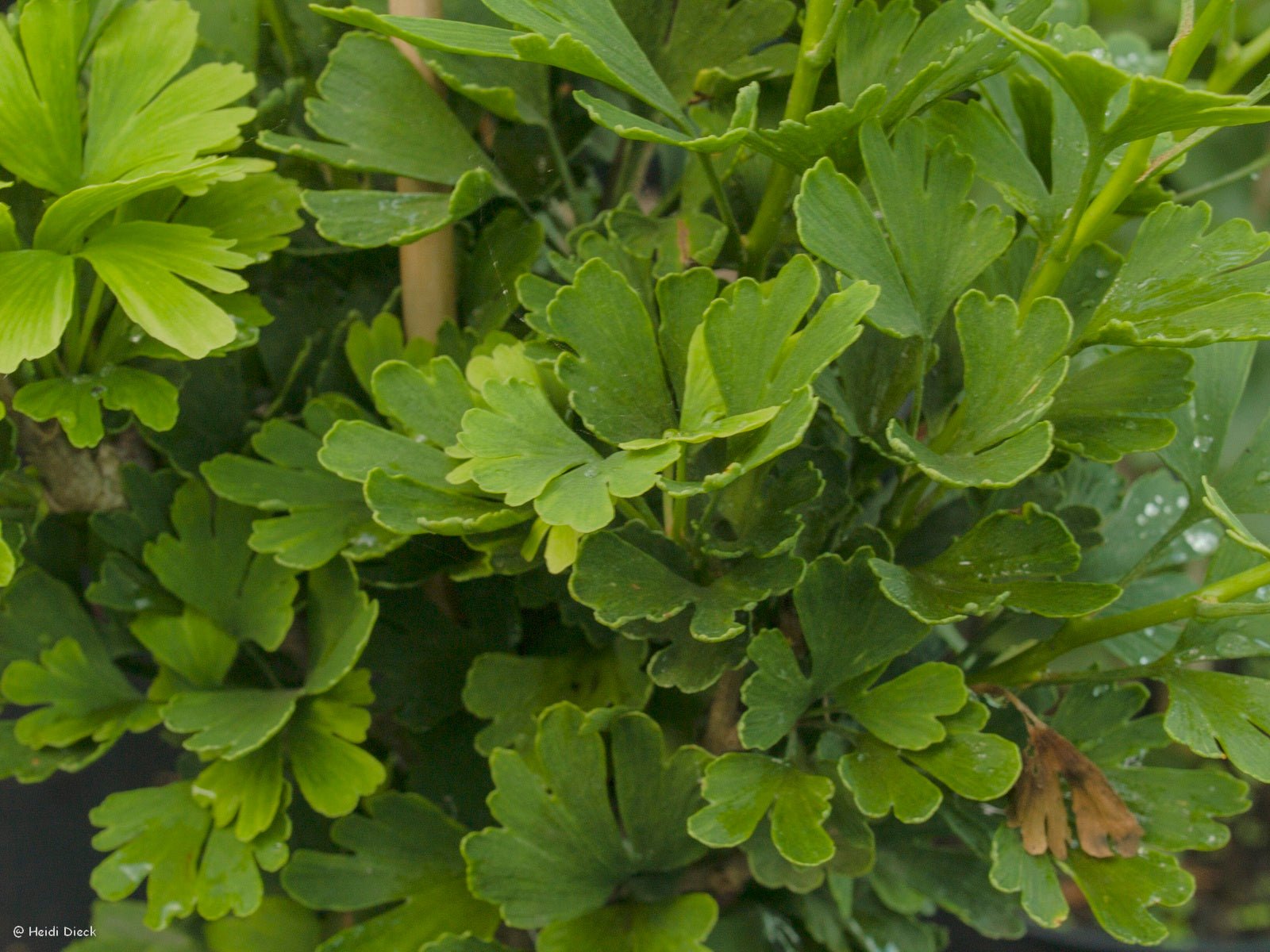 Ginkgo biloba 'Little Joe' - Herrenkamper Gärten - Pflanzenraritäten