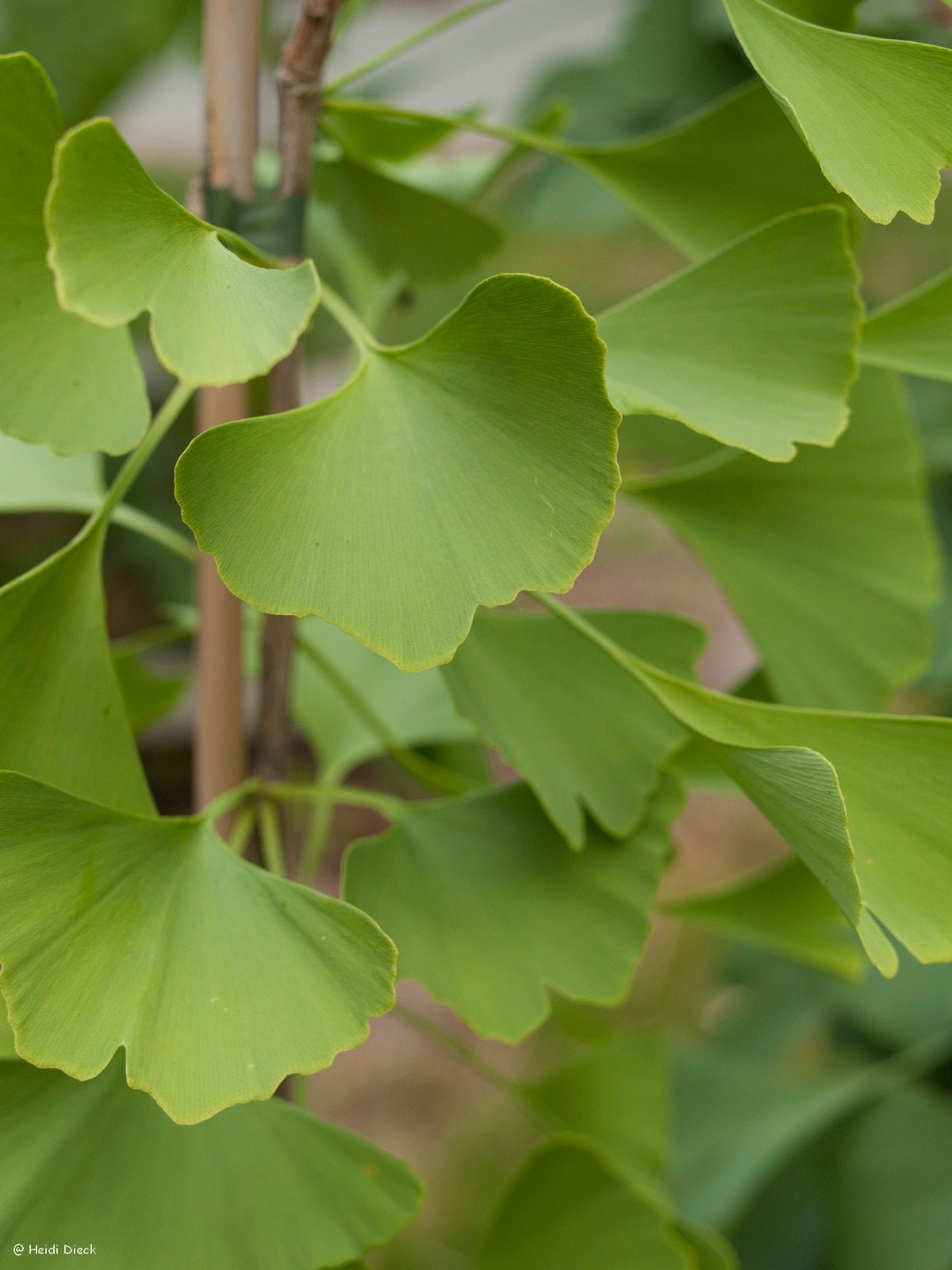 Ginkgo biloba 'Magyar' - Herrenkamper Gärten - Pflanzenraritäten