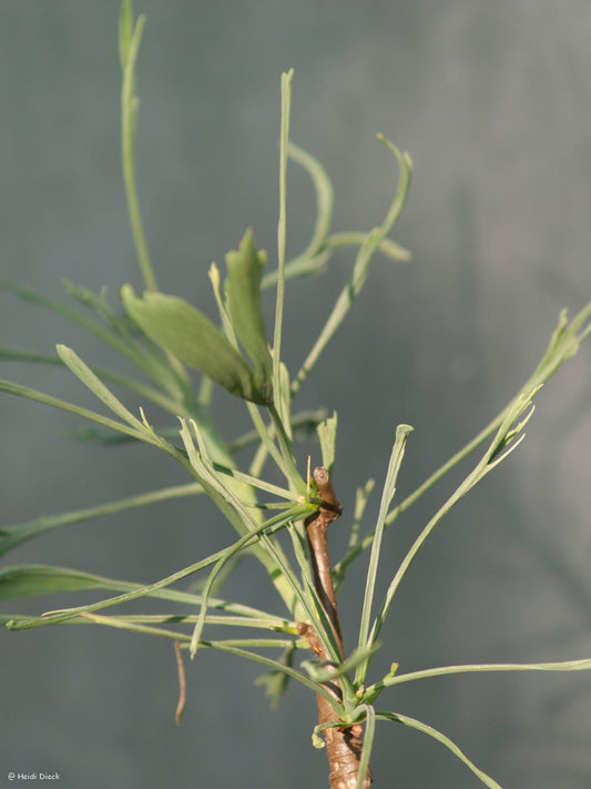 Ginkgo biloba 'Majestic Weeper' - Herrenkamper Gärten - Pflanzenraritäten