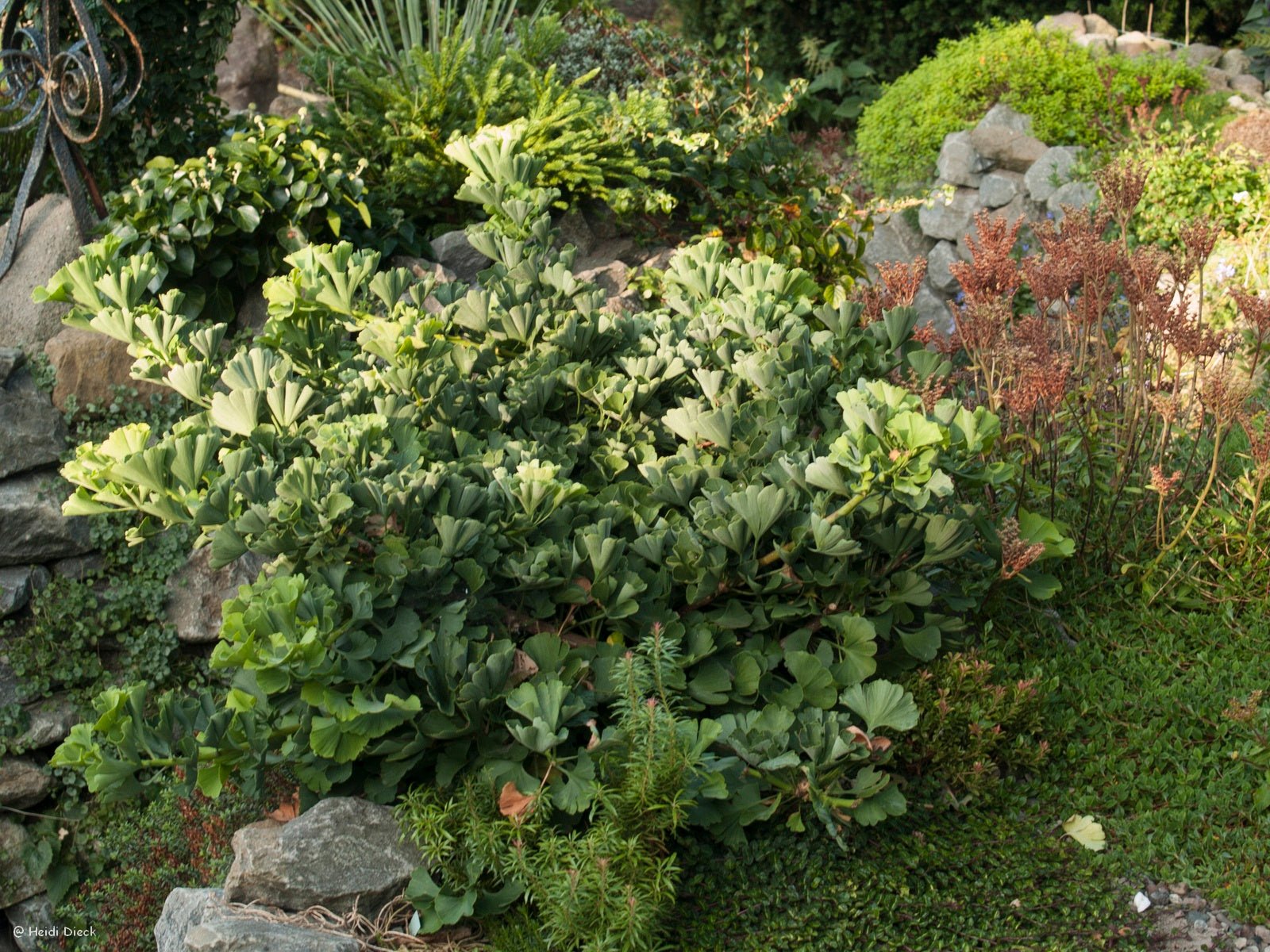 Ginkgo biloba 'Mariken' - Herrenkamper Gärten - Pflanzenraritäten