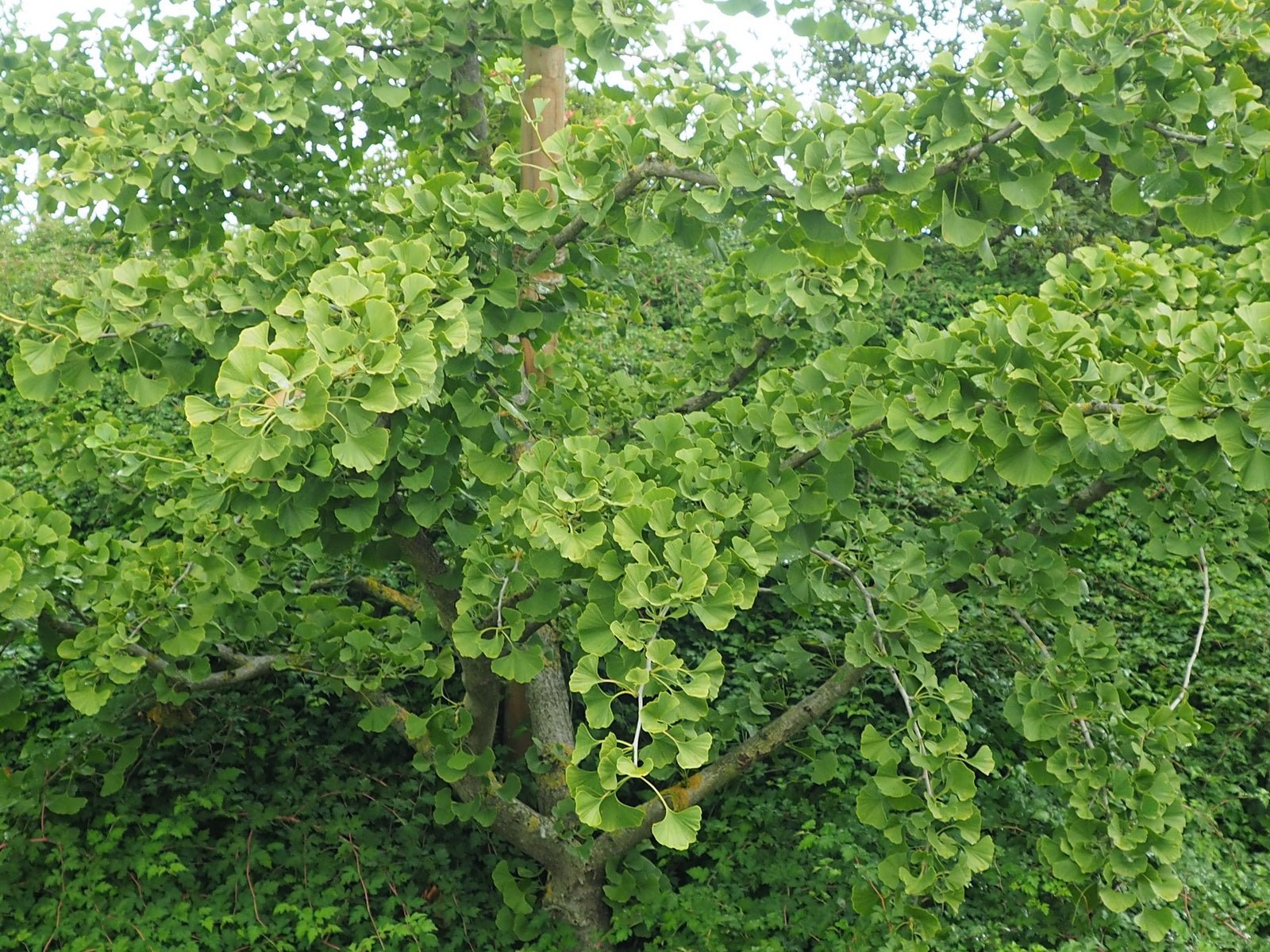 Ginkgo biloba 'Maro' - Herrenkamper Gärten - Pflanzenraritäten
