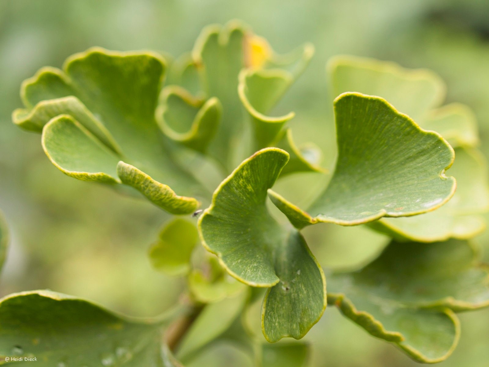 Ginkgo biloba 'Marona' - Herrenkamper Gärten - Pflanzenraritäten