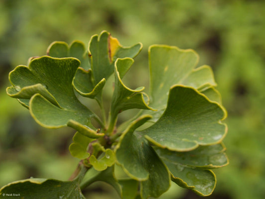 Ginkgo biloba 'Marona' - Herrenkamper Gärten - Pflanzenraritäten