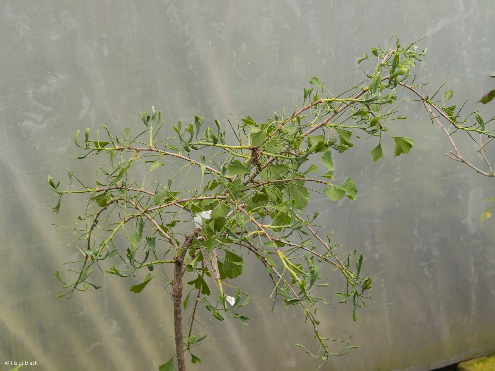 Ginkgo biloba 'Mutant Weeper' - Herrenkamper Gärten - Pflanzenraritäten