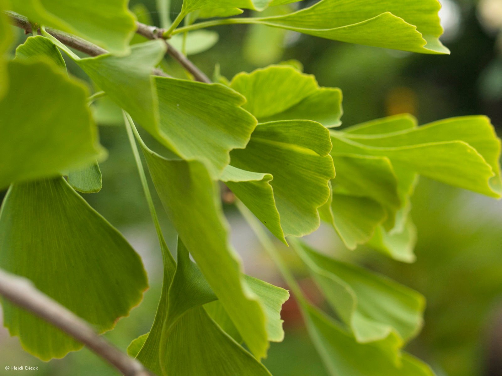 Ginkgo biloba 'Nelleke' - Herrenkamper Gärten - Pflanzenraritäten