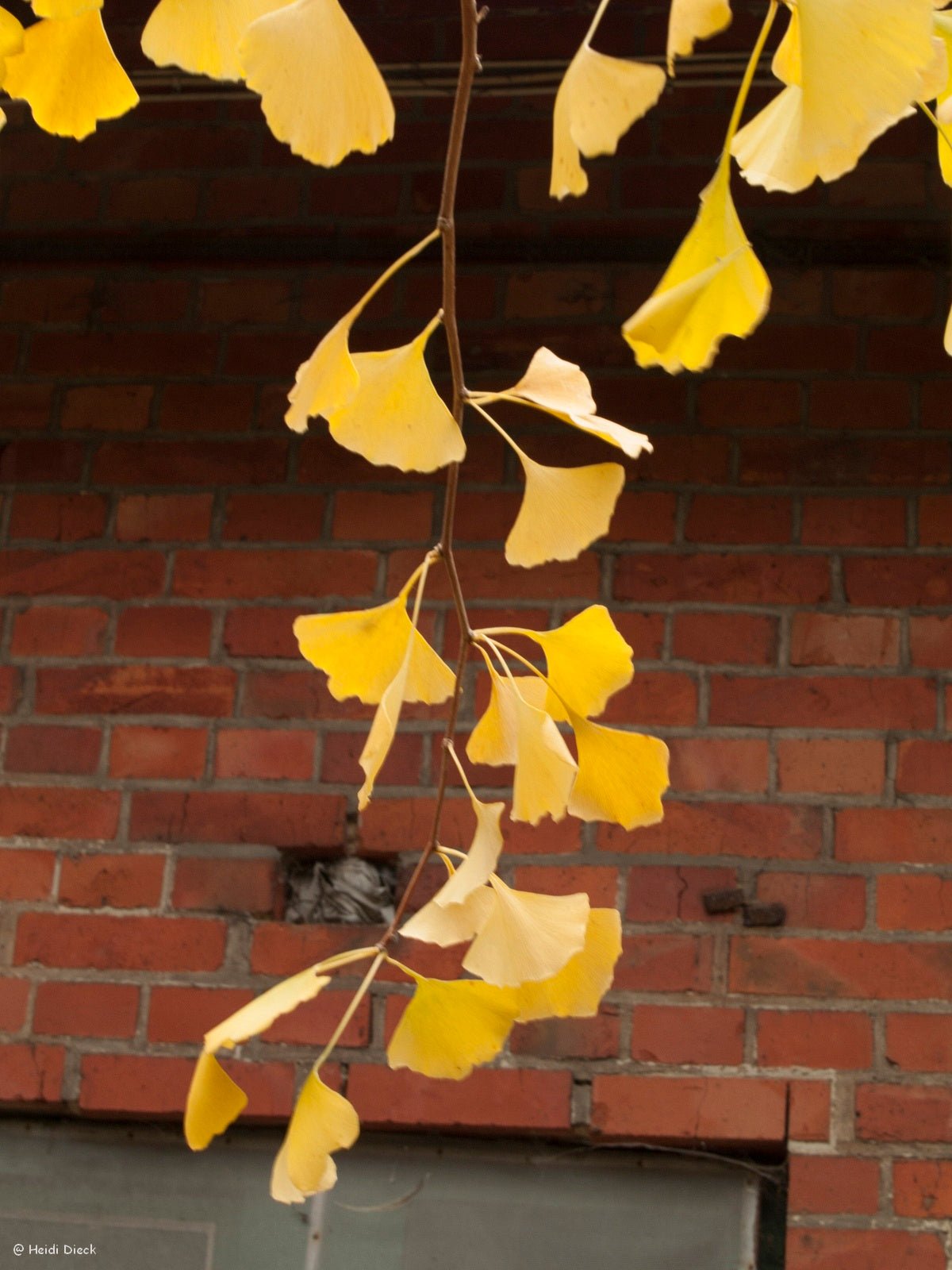 Ginkgo biloba 'Nelleke' - Herrenkamper Gärten - Pflanzenraritäten
