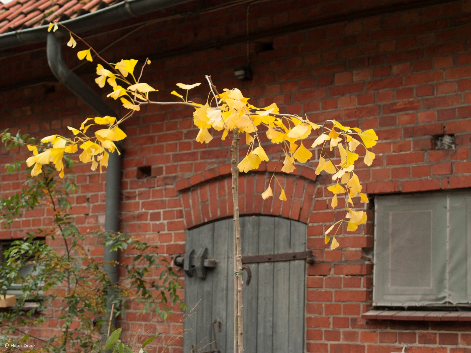 Ginkgo biloba 'Nelleke' - Herrenkamper Gärten - Pflanzenraritäten