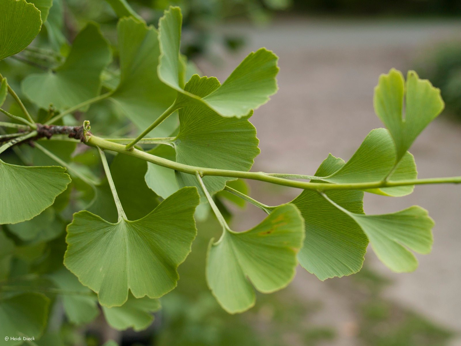 Ginkgo biloba 'Ohazuki' - Herrenkamper Gärten - Pflanzenraritäten