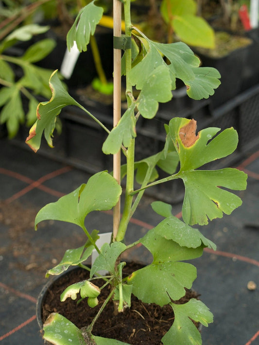 Ginkgo biloba 'Oslopos Tekerez' - Herrenkamper Gärten - Pflanzenraritäten