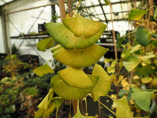 Ginkgo biloba 'Palo Alto' - Herrenkamper Gärten - Pflanzenraritäten