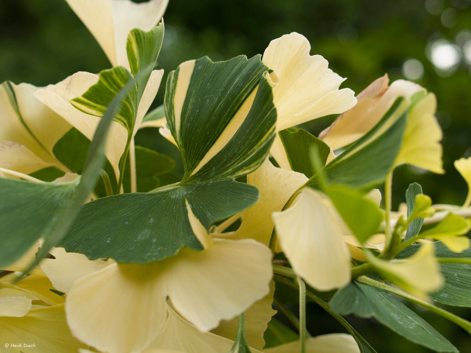 Ginkgo biloba 'Pendula Variegata' - Herrenkamper Gärten - Pflanzenraritäten