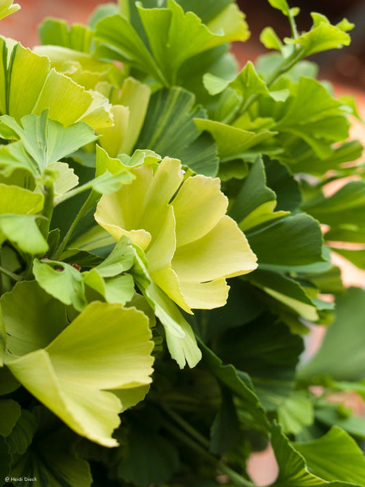 Ginkgo biloba 'Peve Maribo' - Herrenkamper Gärten - Pflanzenraritäten