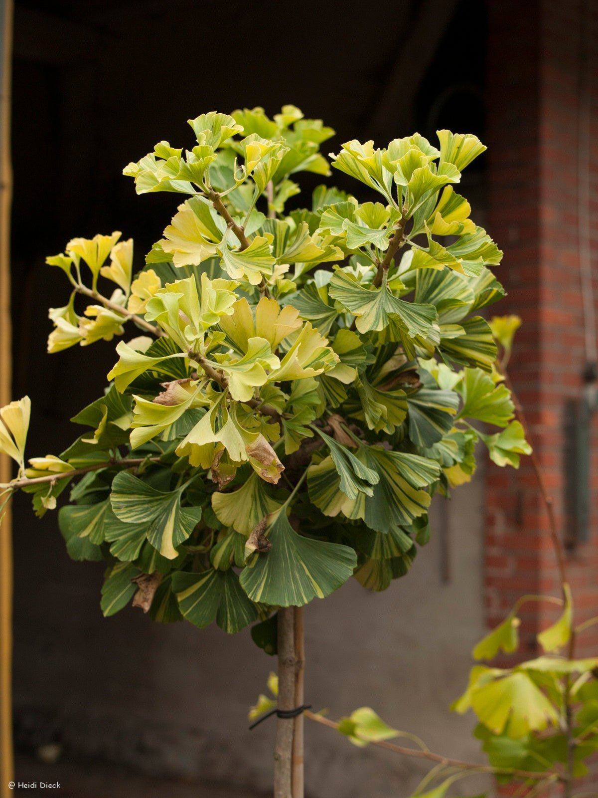 Ginkgo biloba 'Peve Maribo' - Herrenkamper Gärten - Pflanzenraritäten