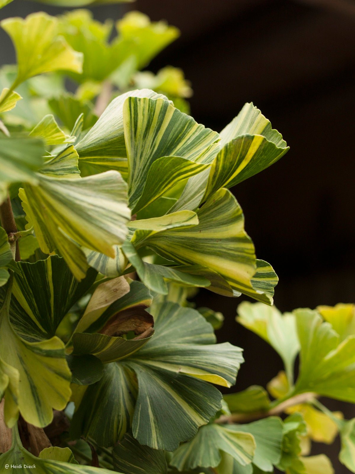 Ginkgo biloba 'Peve Maribo' - Herrenkamper Gärten - Pflanzenraritäten