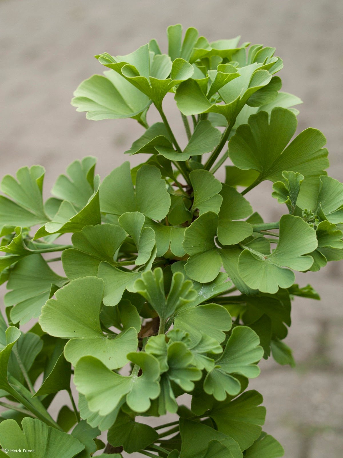 Ginkgo biloba 'Pine Glen Dwarf' - Herrenkamper Gärten - Pflanzenraritäten