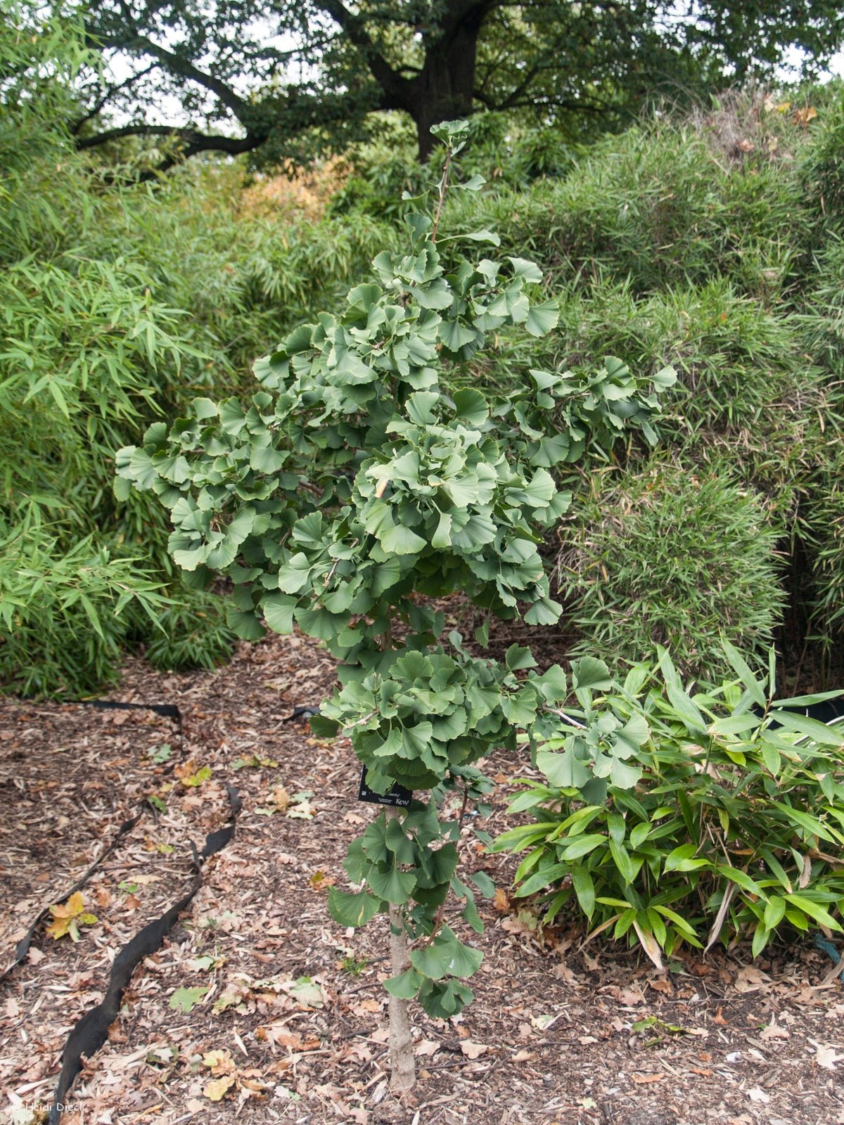 Ginkgo biloba 'Princeton Sentry' - Herrenkamper Gärten - Pflanzenraritäten