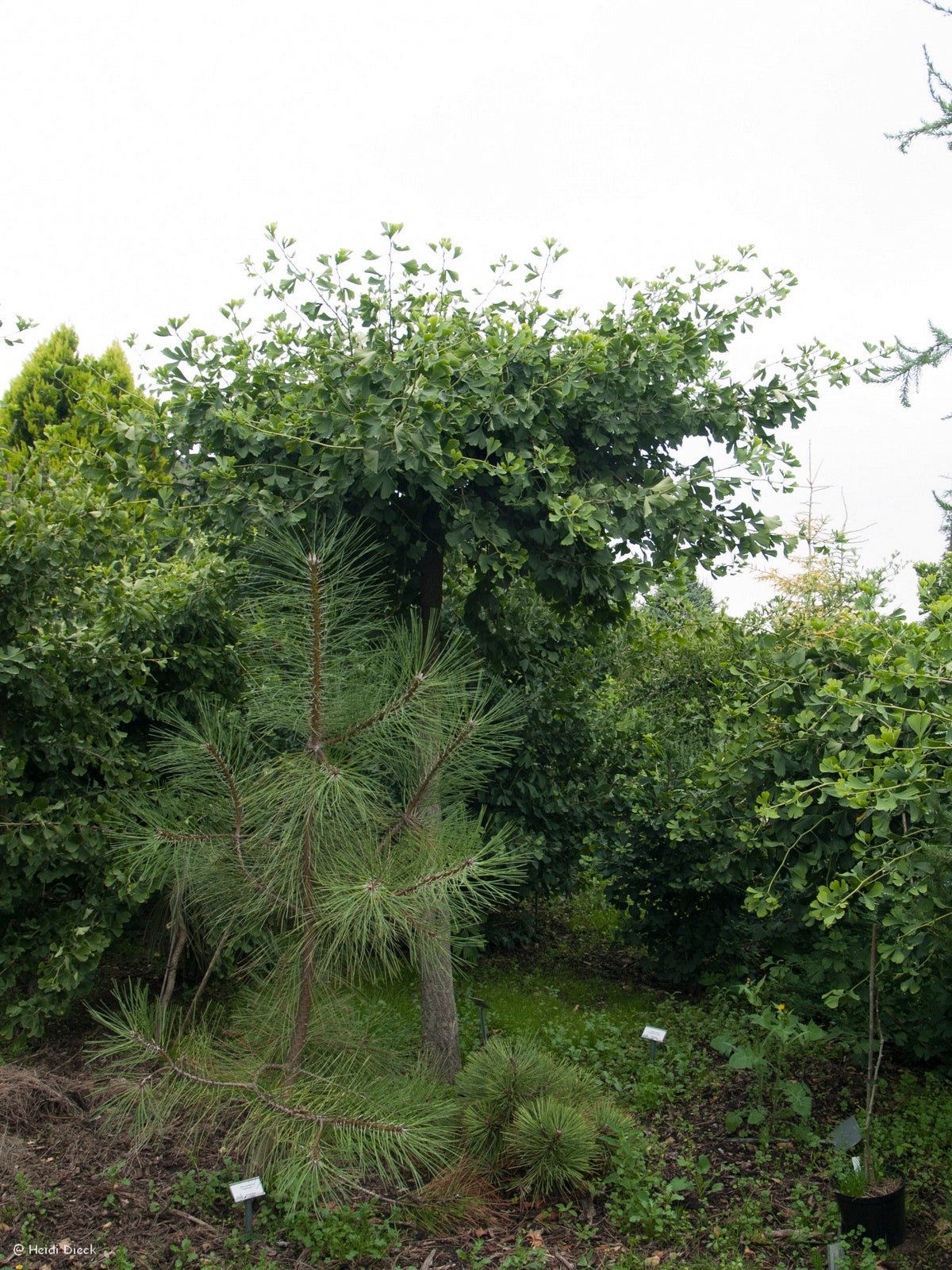 Ginkgo biloba 'Princeton Sentry' - Herrenkamper Gärten - Pflanzenraritäten