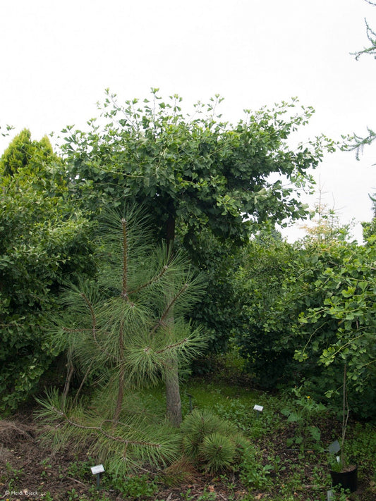 Ginkgo biloba 'Princeton Sentry' - Herrenkamper Gärten - Pflanzenraritäten