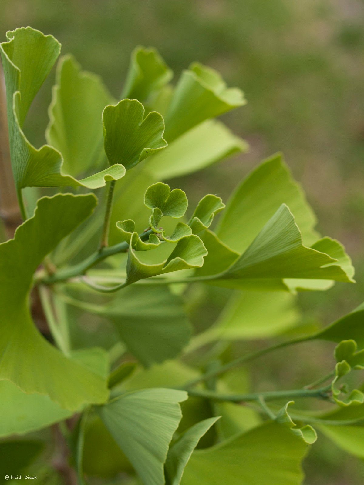 Ginkgo biloba 'Princeton Sentry' - Herrenkamper Gärten - Pflanzenraritäten