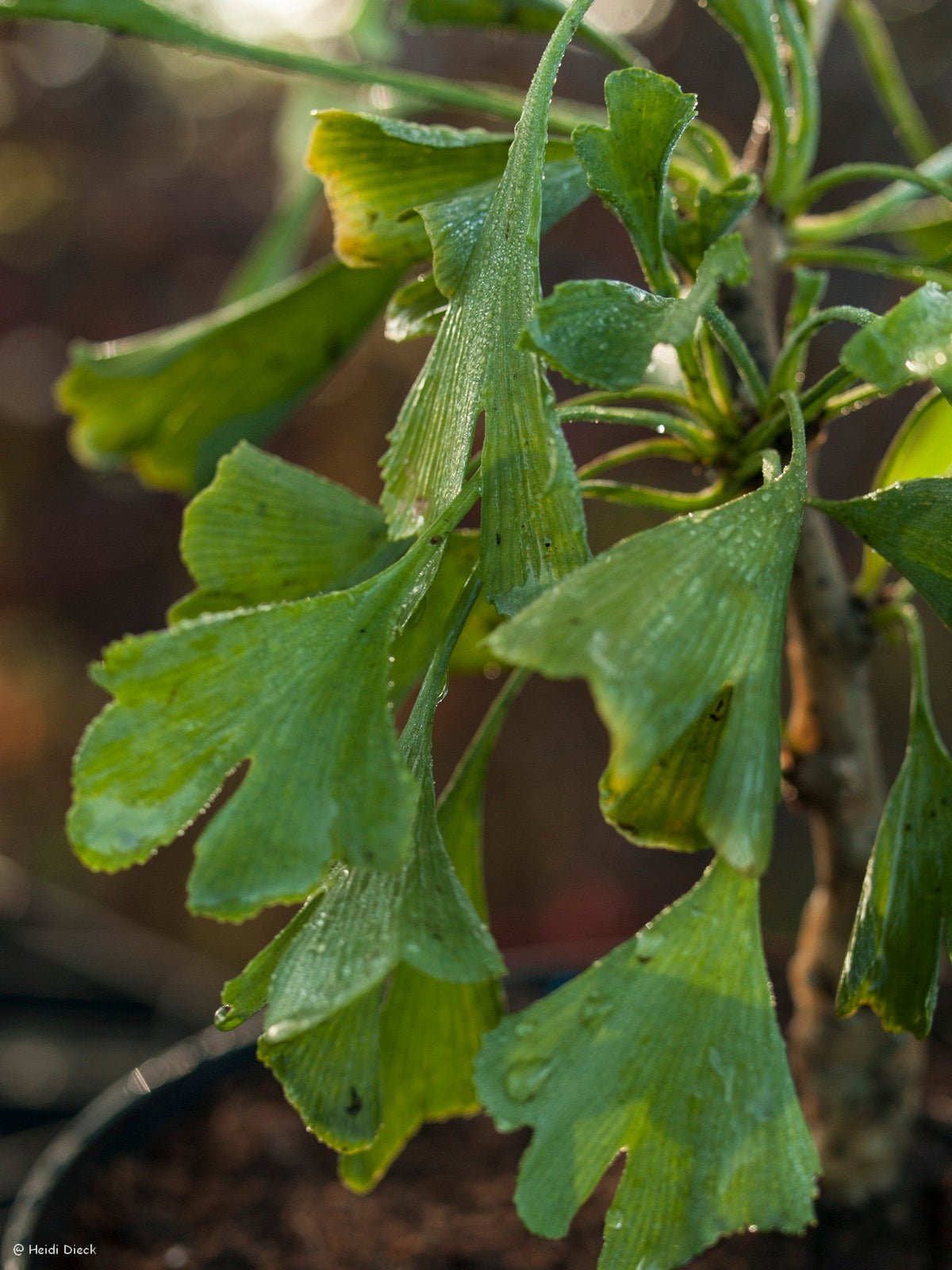 Ginkgo biloba 'Robbies Twist' - Herrenkamper Gärten - Pflanzenraritäten