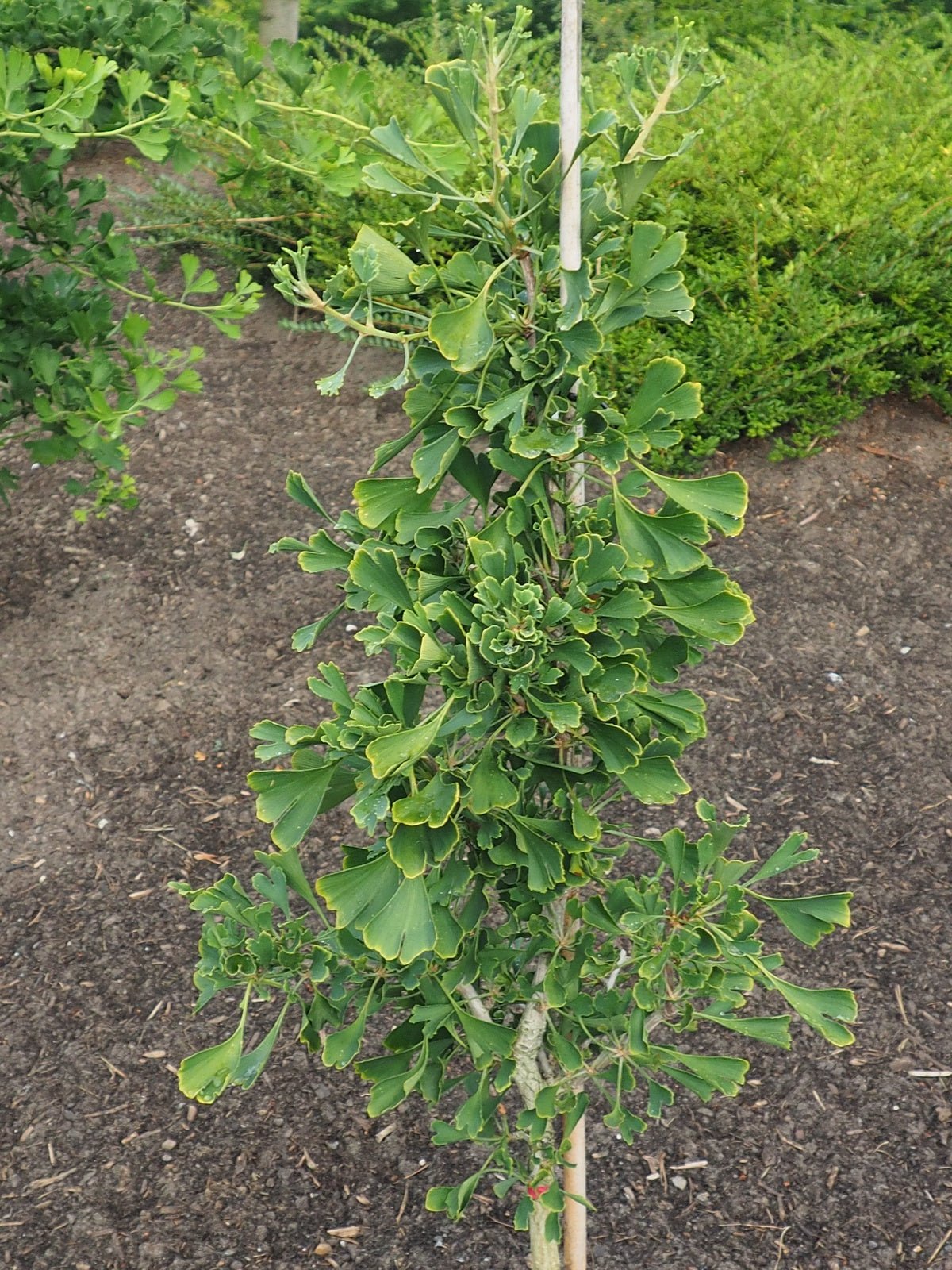 Ginkgo biloba 'Robbies Twist' - Herrenkamper Gärten - Pflanzenraritäten