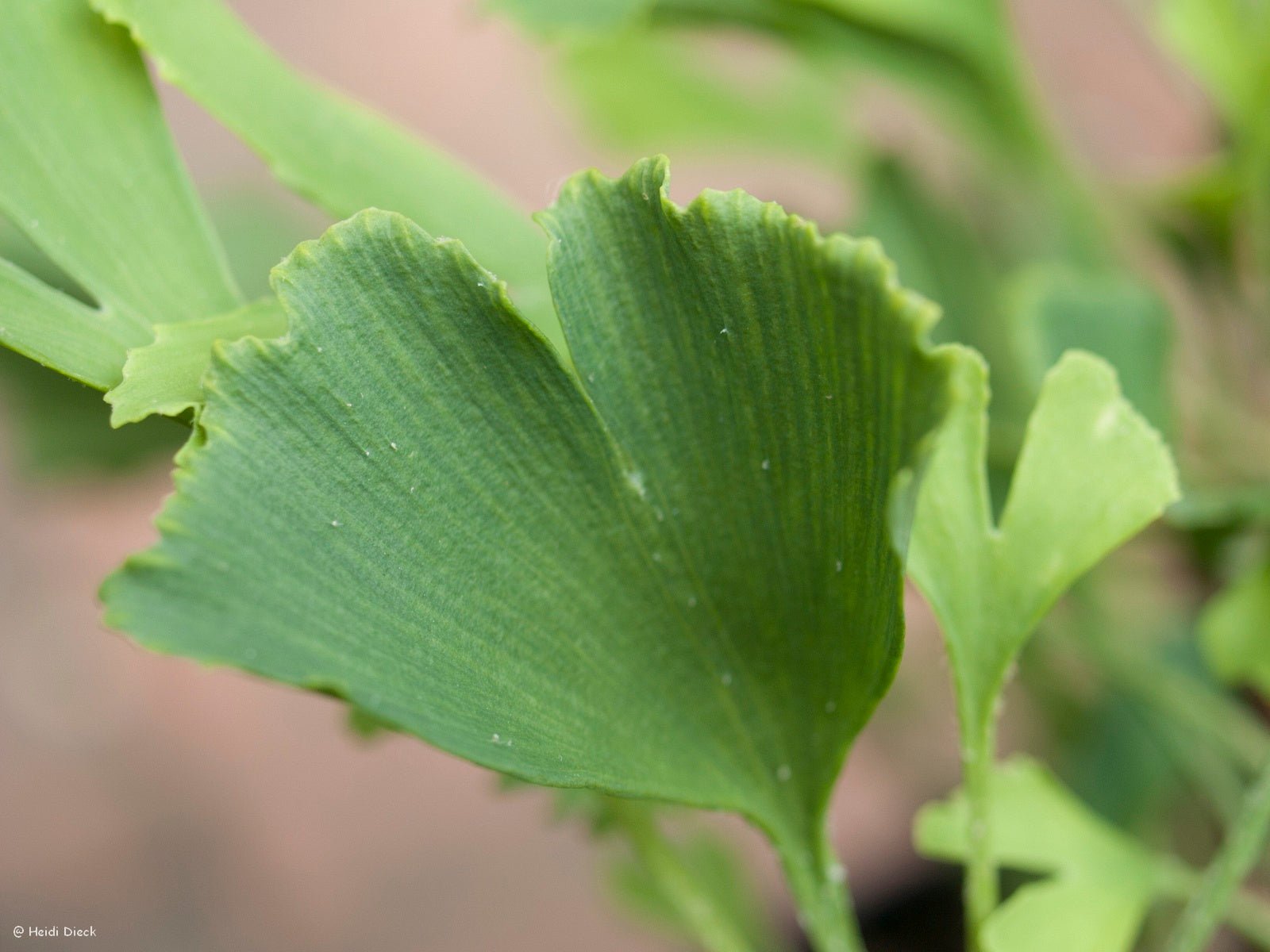 Ginkgo biloba 'Robbies Twist' - Herrenkamper Gärten - Pflanzenraritäten