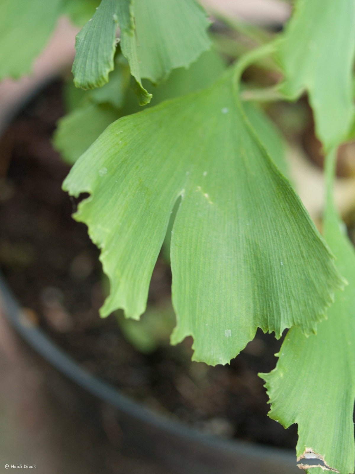 Ginkgo biloba 'Robbies Twist' - Herrenkamper Gärten - Pflanzenraritäten