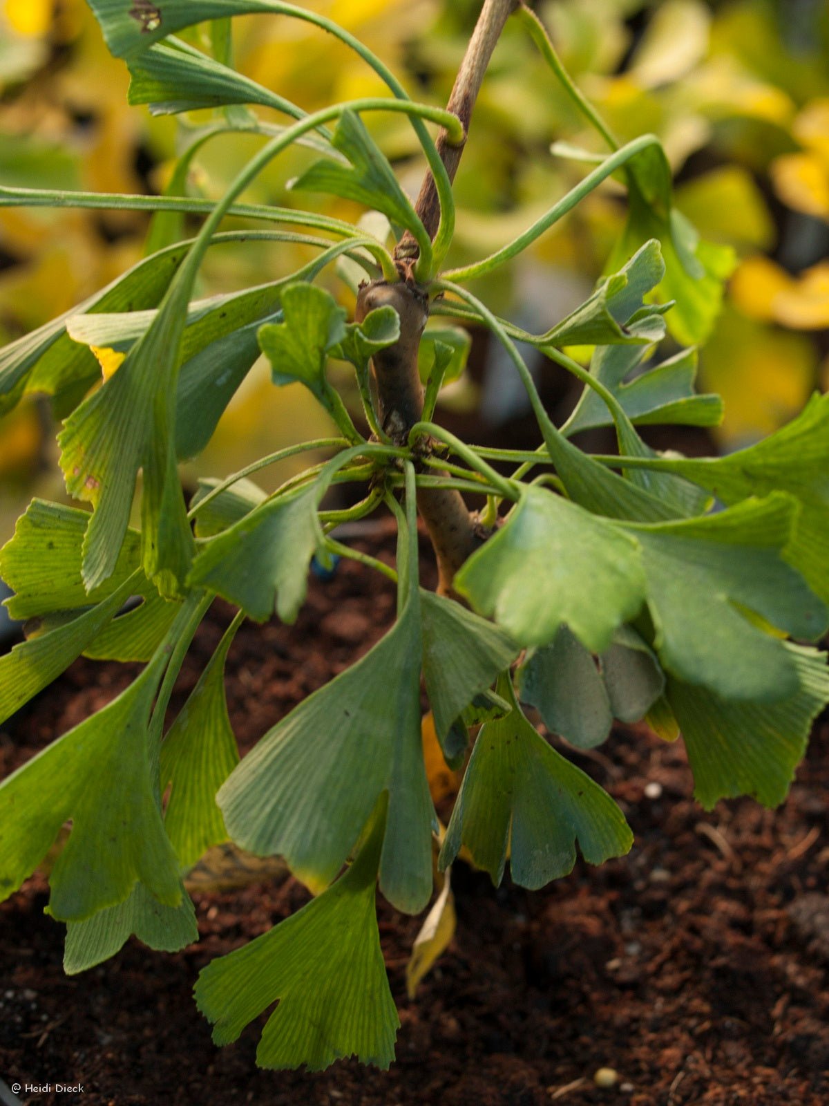 Ginkgo biloba 'Robbies Twist' - Herrenkamper Gärten - Pflanzenraritäten