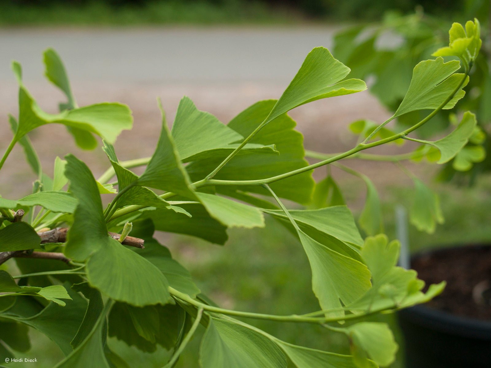 Ginkgo biloba 'Roos More' - Herrenkamper Gärten - Pflanzenraritäten