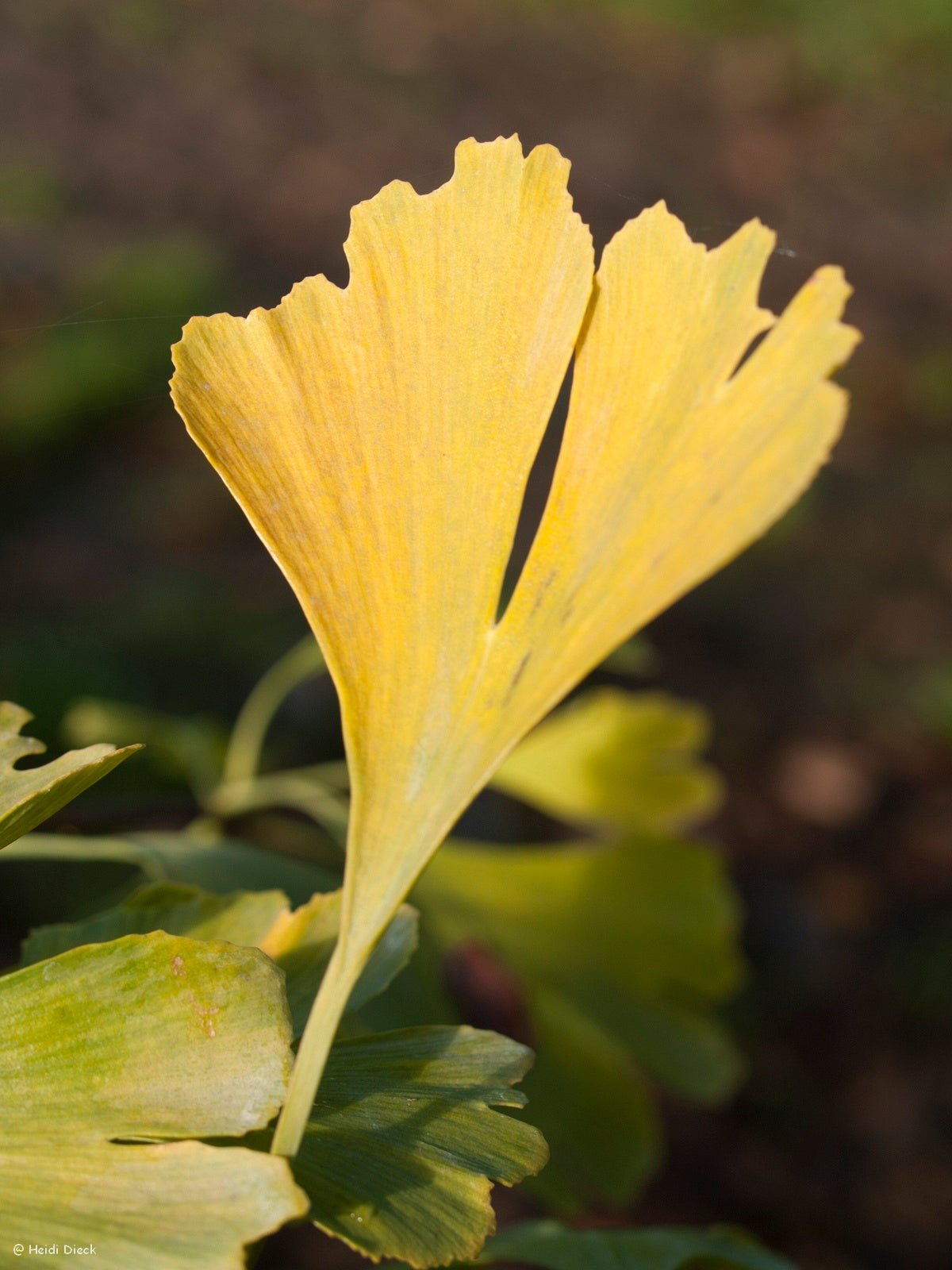 Ginkgo biloba 'Roos More' - Herrenkamper Gärten - Pflanzenraritäten