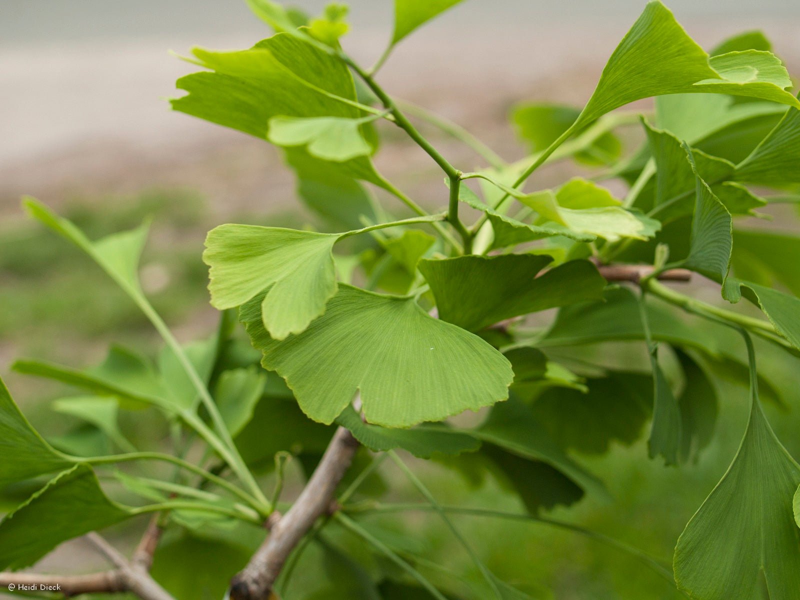 Ginkgo biloba 'Roos More' - Herrenkamper Gärten - Pflanzenraritäten