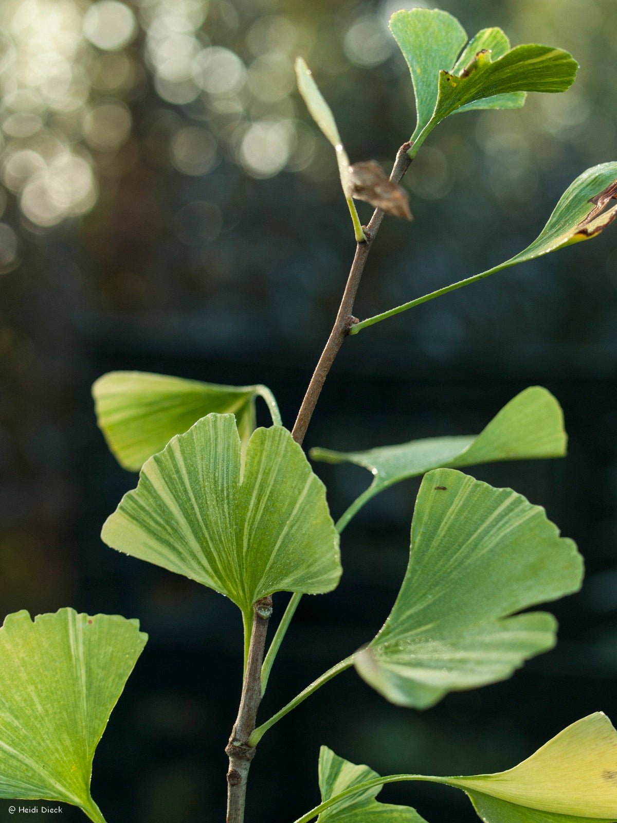 Ginkgo biloba 'Roswitha' - Herrenkamper Gärten - Pflanzenraritäten