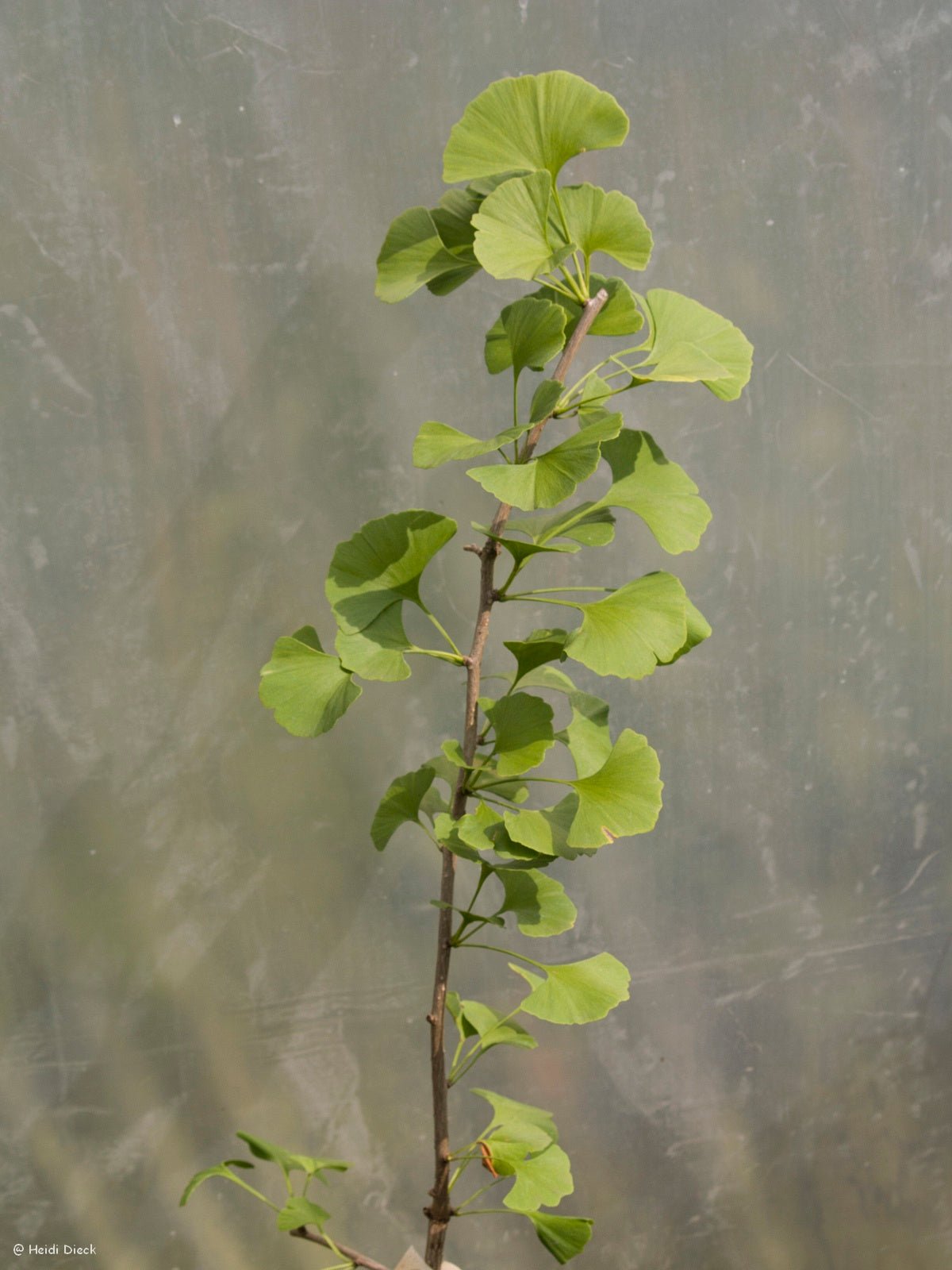 Ginkgo biloba 'San Jose Gold' - Herrenkamper Gärten - Pflanzenraritäten