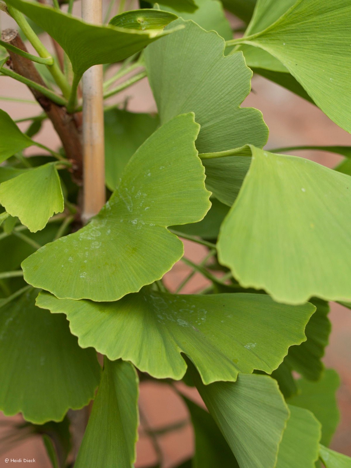 Ginkgo biloba 'Selection Select' - Herrenkamper Gärten - Pflanzenraritäten
