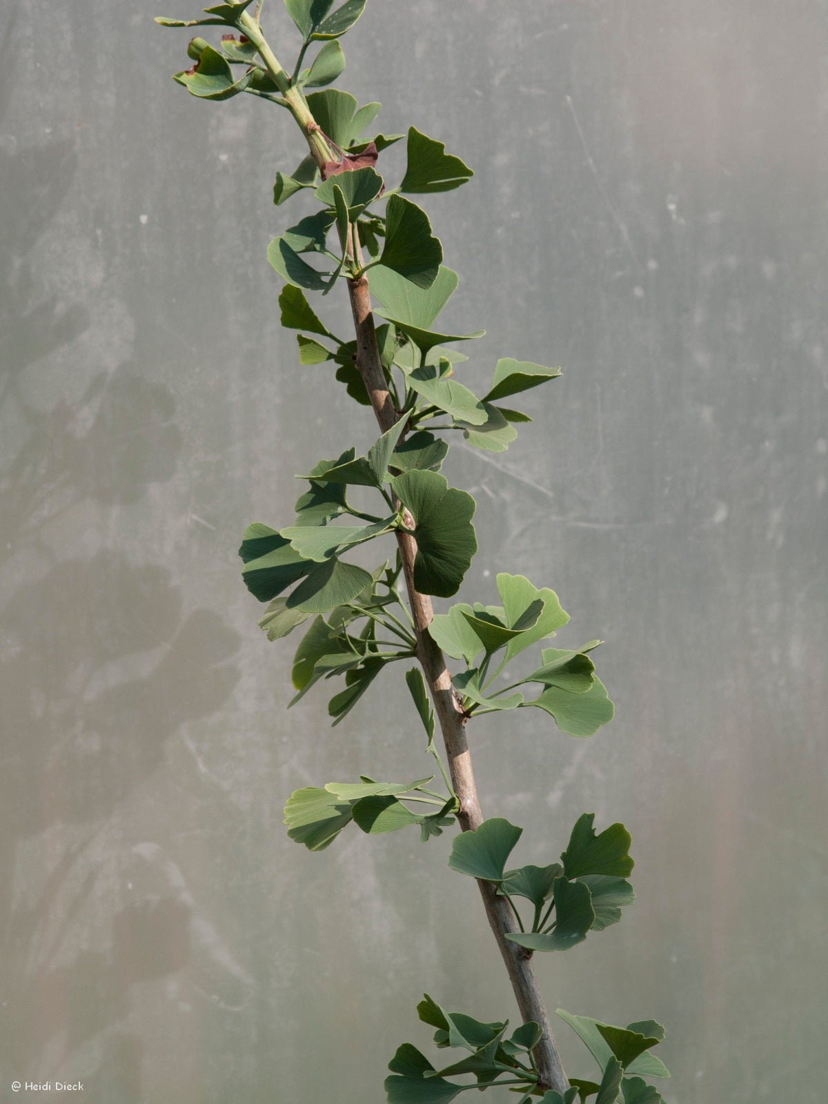 Ginkgo biloba 'Sinclair' - Herrenkamper Gärten - Pflanzenraritäten