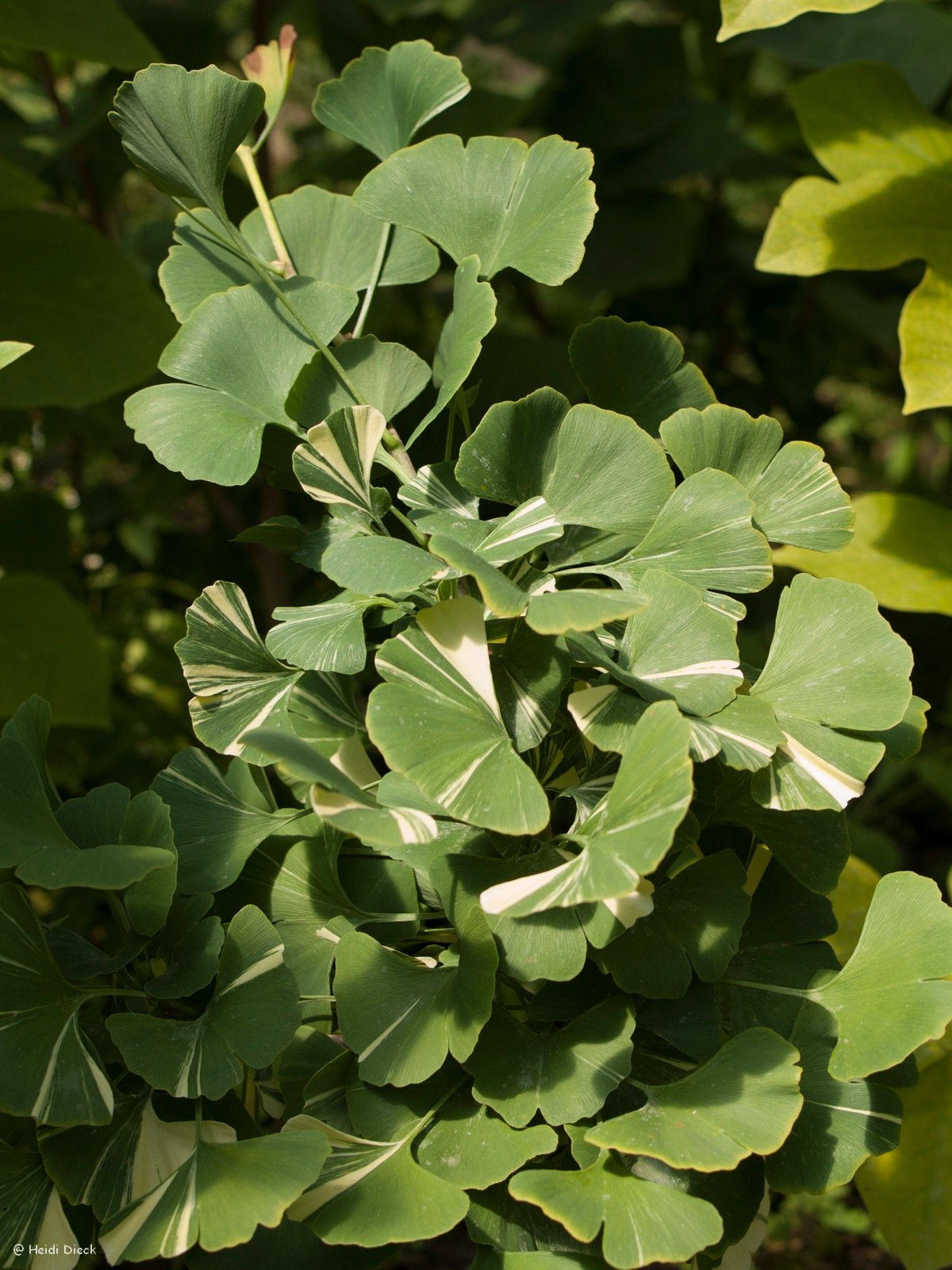Ginkgo biloba 'Sport Horizontalis' - Herrenkamper Gärten - Pflanzenraritäten