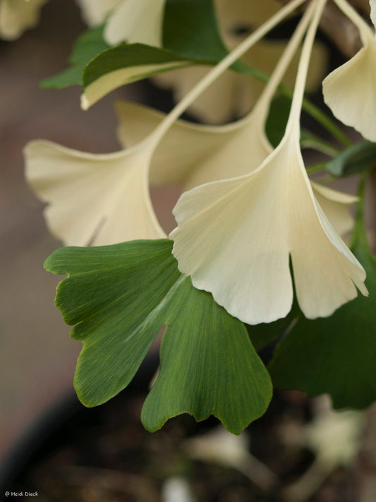 Ginkgo biloba 'Sport Tit' - Herrenkamper Gärten - Pflanzenraritäten