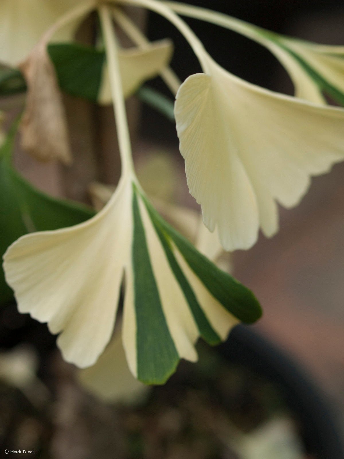 Ginkgo biloba 'Sport Tit' - Herrenkamper Gärten - Pflanzenraritäten