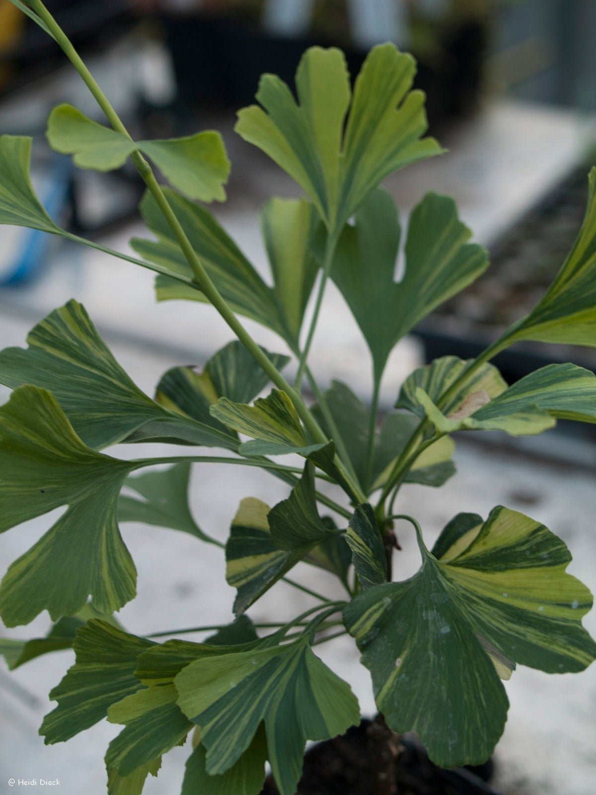 Ginkgo biloba 'Sunstream' - Herrenkamper Gärten - Pflanzenraritäten