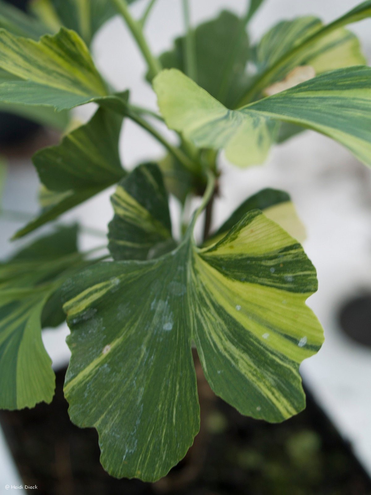 Ginkgo biloba 'Sunstream' - Herrenkamper Gärten - Pflanzenraritäten
