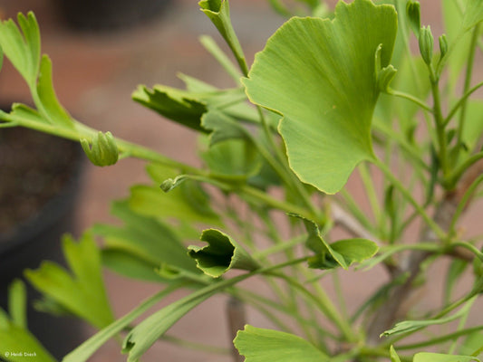 Ginkgo biloba 'Thelma' - Herrenkamper Gärten - Pflanzenraritäten