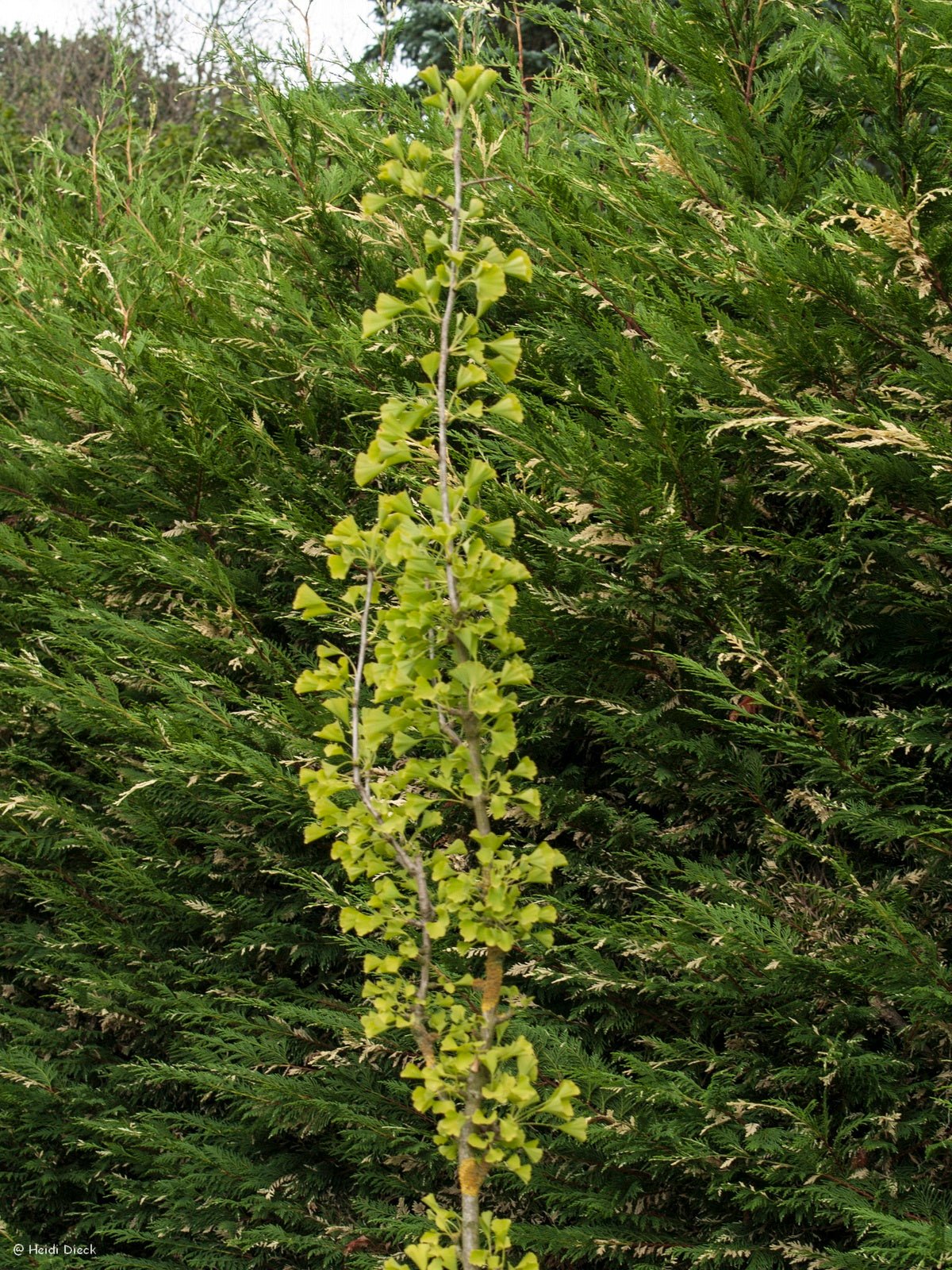 Ginkgo biloba 'Tit' - Herrenkamper Gärten - Pflanzenraritäten