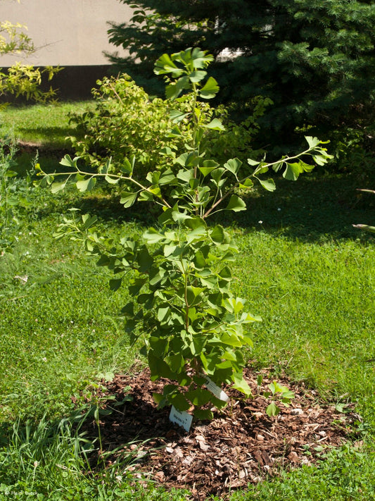 Ginkgo biloba 'Tit' - Herrenkamper Gärten - Pflanzenraritäten