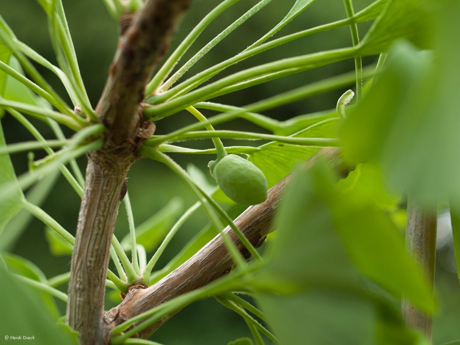 Ginkgo biloba 'Tit' - Herrenkamper Gärten - Pflanzenraritäten