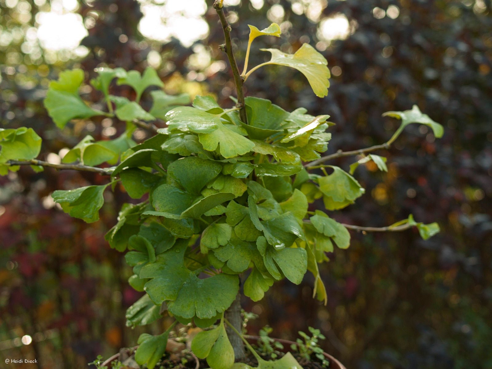 Ginkgo biloba 'Troll' - Herrenkamper Gärten - Pflanzenraritäten