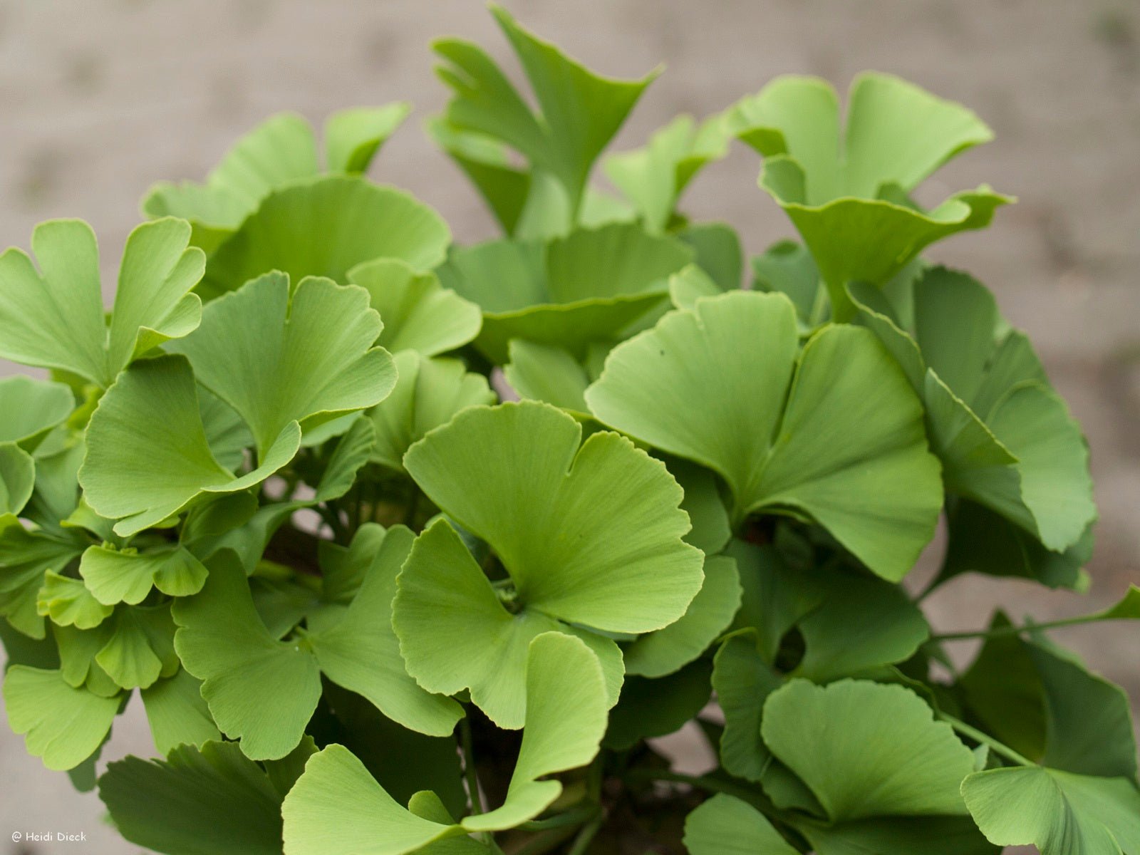 Ginkgo biloba 'Troll' - Herrenkamper Gärten - Pflanzenraritäten